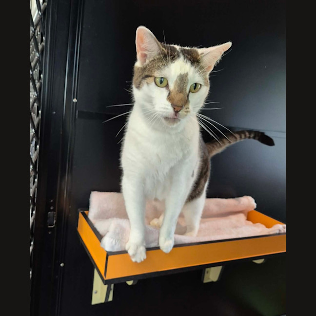 Photo of Sir Mittens