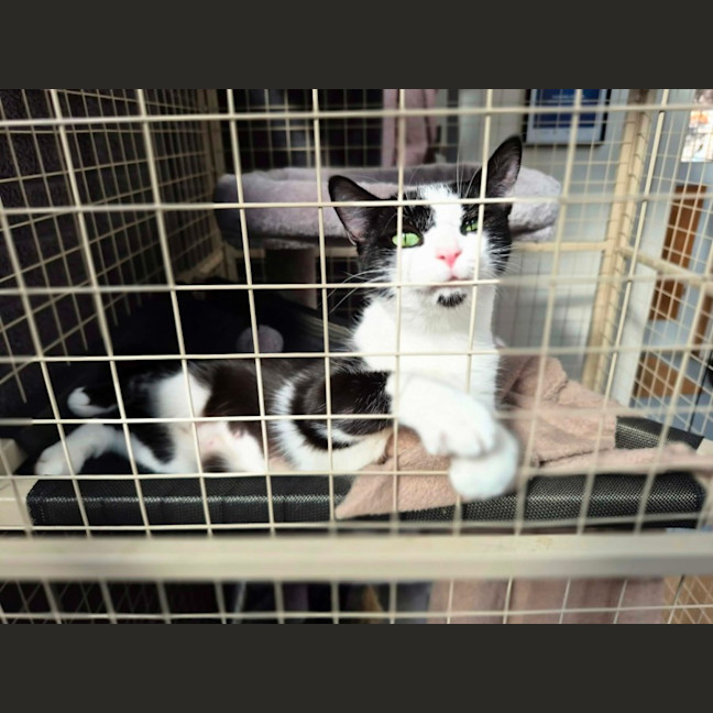 Photo of Elin ** 2nd Chance Cat Rescue *