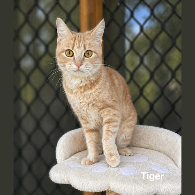 Photo of Tiger