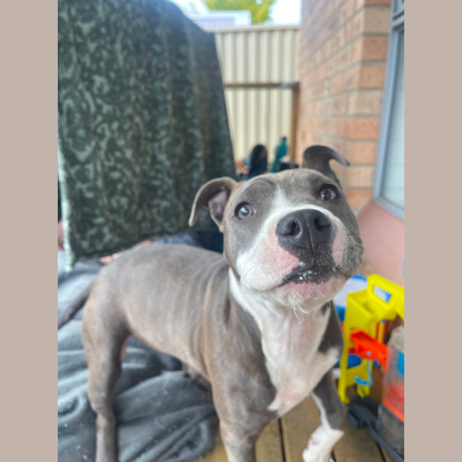 Photo of Tilly