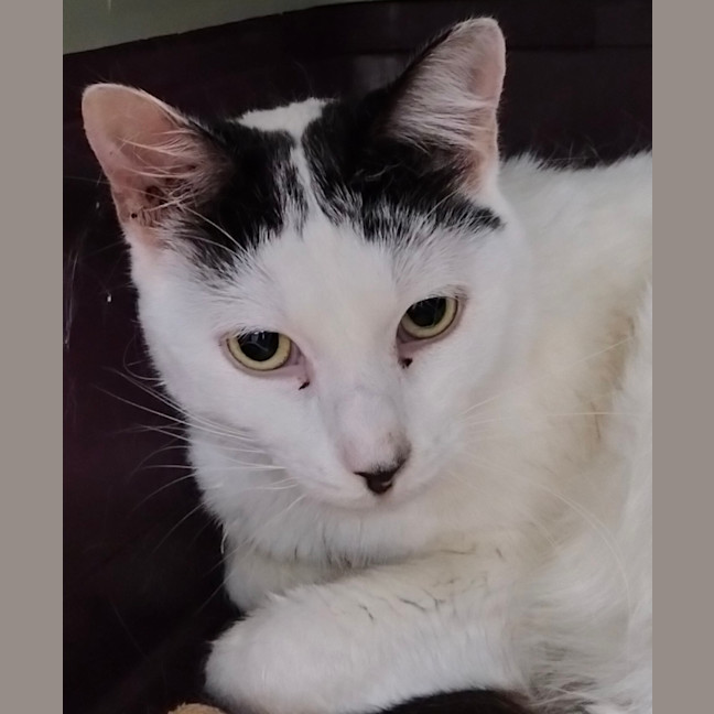 Photo of Calypso The Hachiware ハチワレ / 八割れ Cat