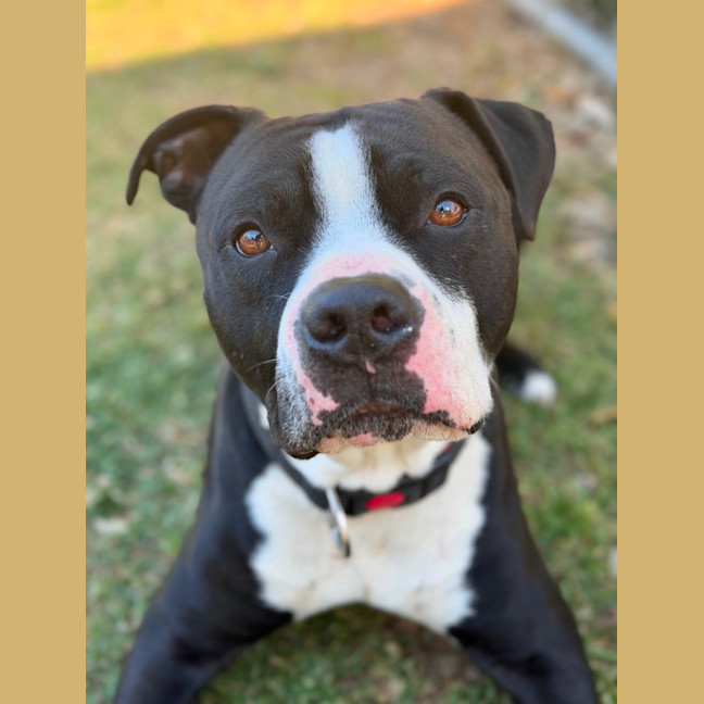 Photo of Loki