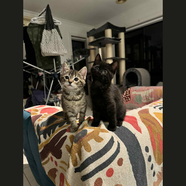 Photo of Pixie & Rocky