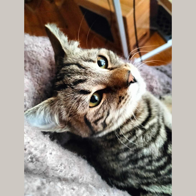Photo of Pepper