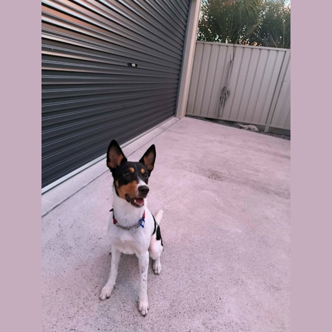 Photo of Sooky   1 Year Old Mini Foxie X