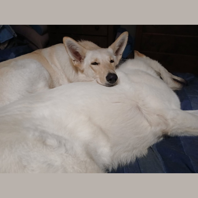 Photo of Princess