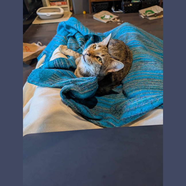 Photo of Henry (Tabby)