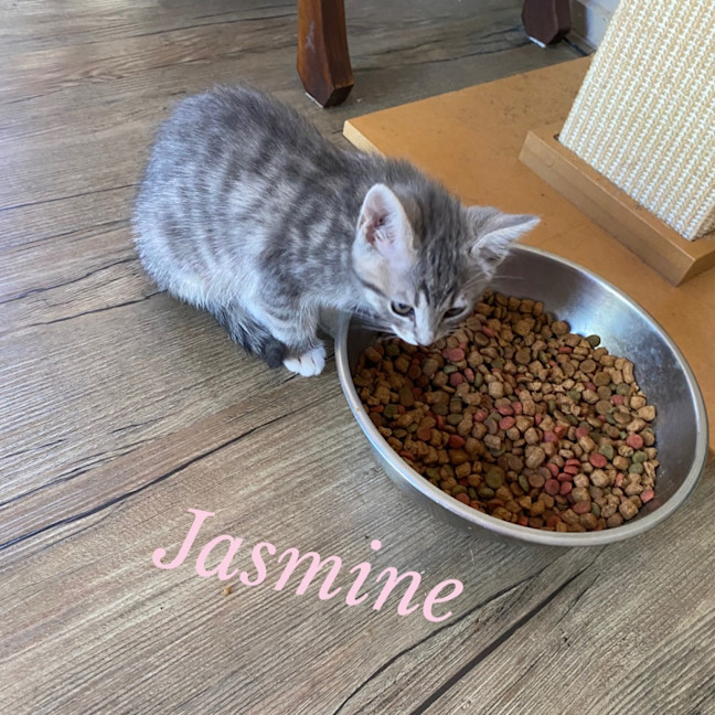 Photo of Jasmine   Meet Me At Petstock Chelsea