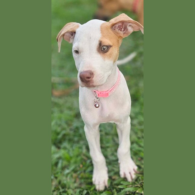 Photo of Inka