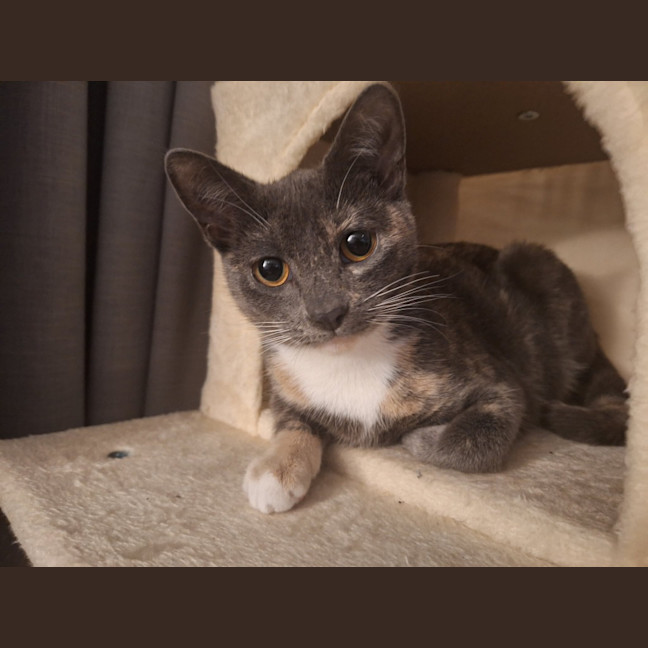 Photo of Sassafras