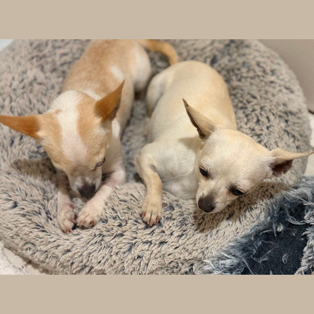 Photo of Mickey & Minnie