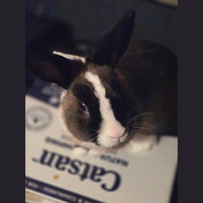 Photo of Oliver
