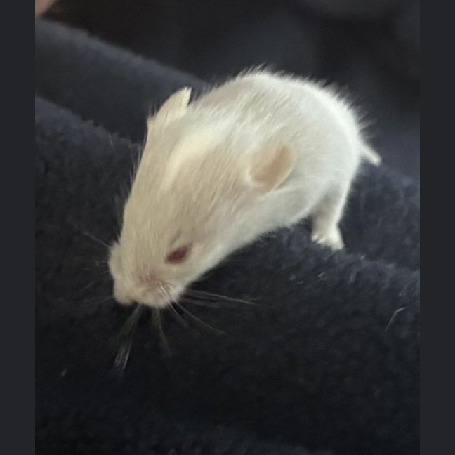 Photo of Lamington 
