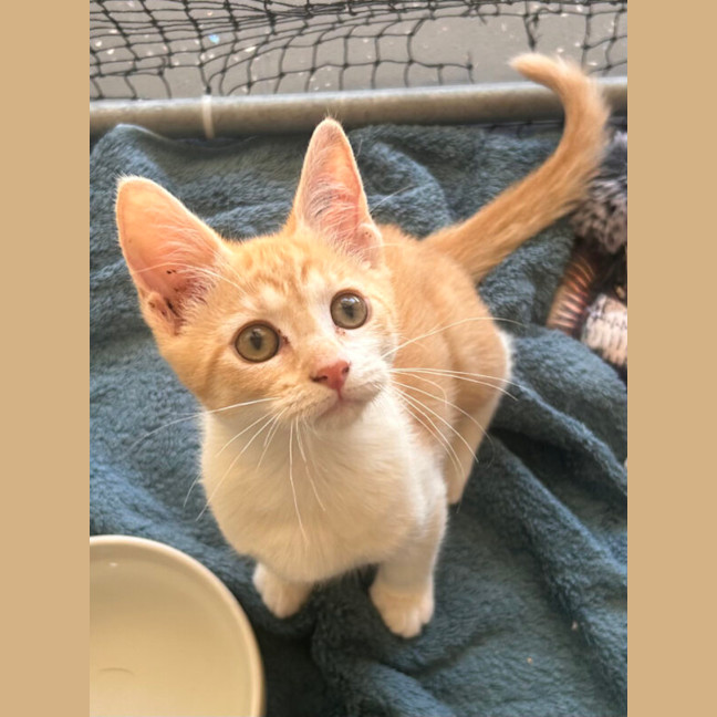 Photo of Mochi