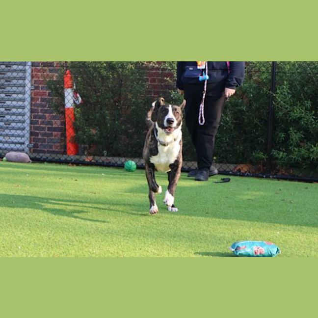 Photo of Spud