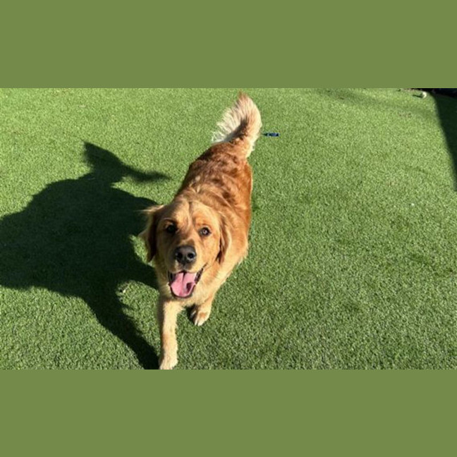 Photo of Rover