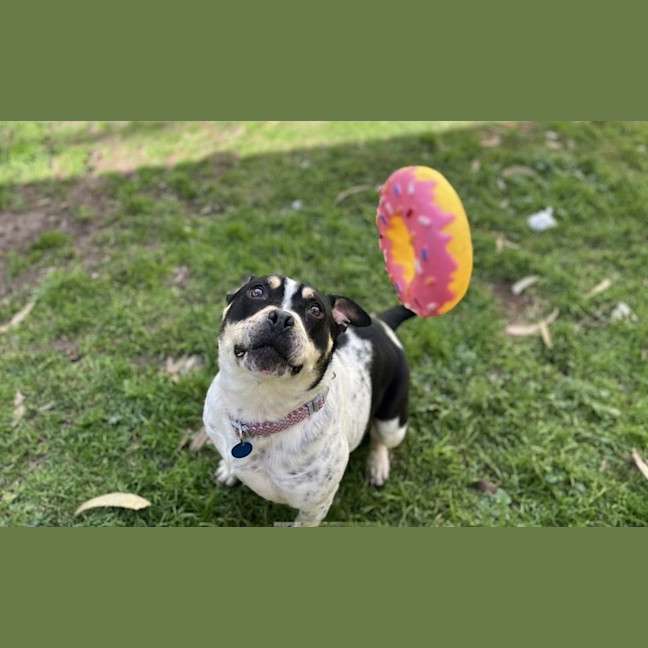 Photo of Rollie