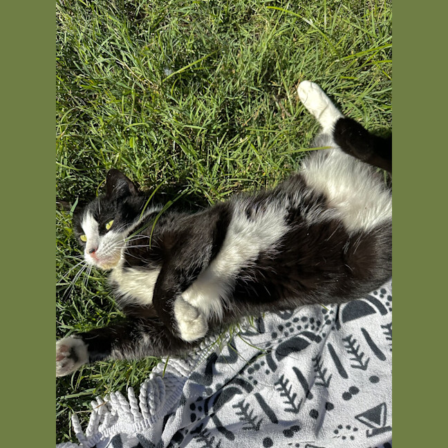 Photo of Mittens