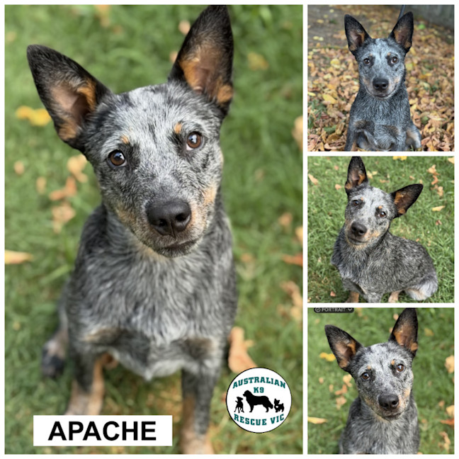 Photo of Apache 
