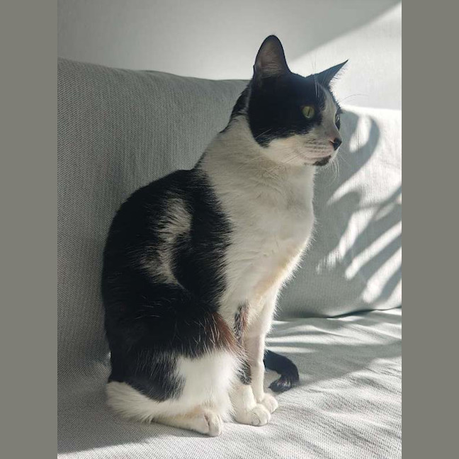 Photo of Pao