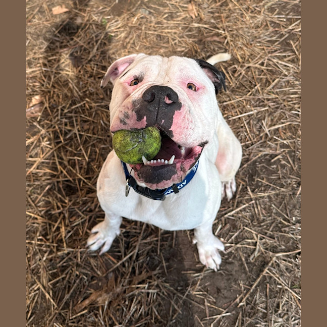Photo of Koa