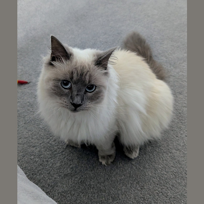 Photo of Tilly