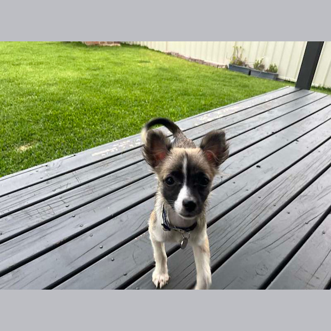Photo of Poppy
