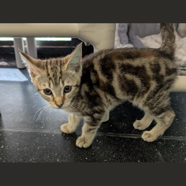 Photo of Sey Yip Yip