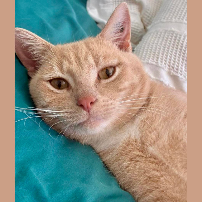 Photo of Yogi