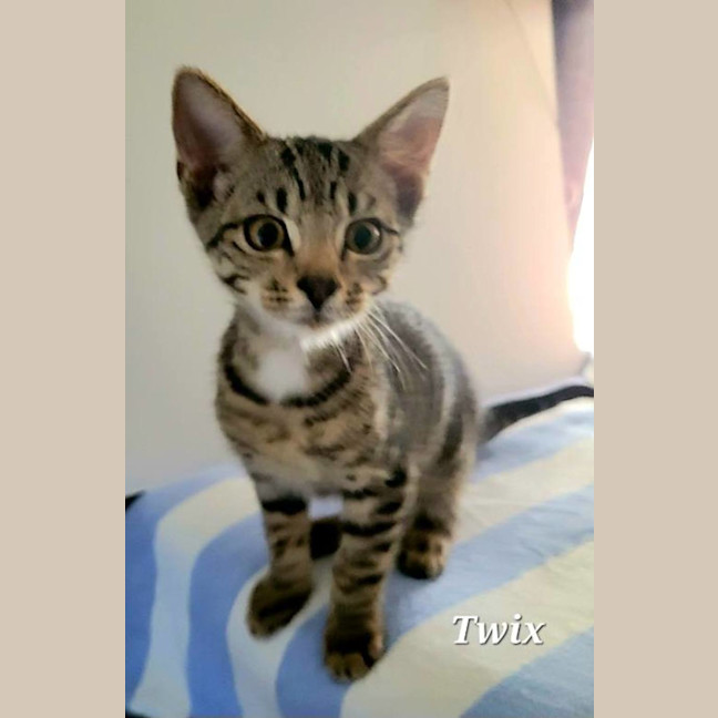 Photo of Twix