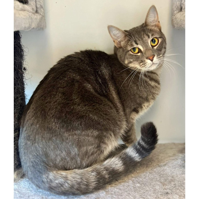 Photo of 12079   Pork Chop