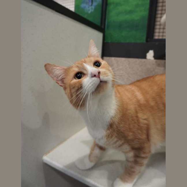 Photo of Tipsy