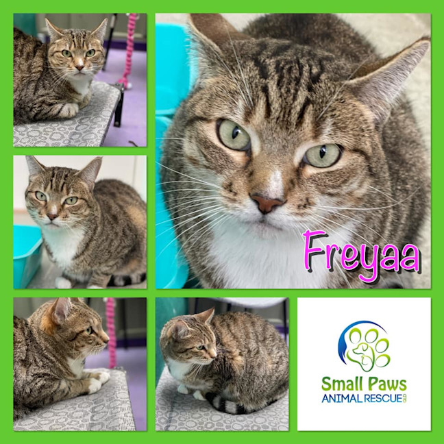 Photo of Freyaa