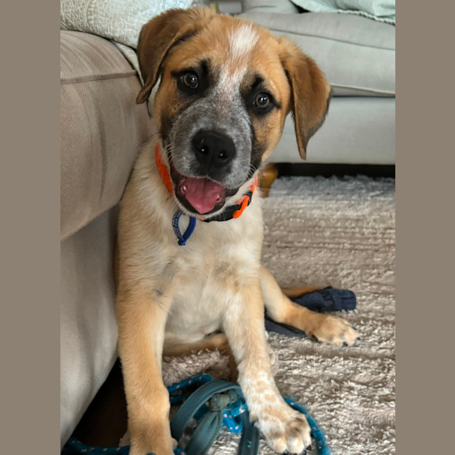 Photo of Oakley   12 Week Old Cattle Dog X Mastiff (Trial)