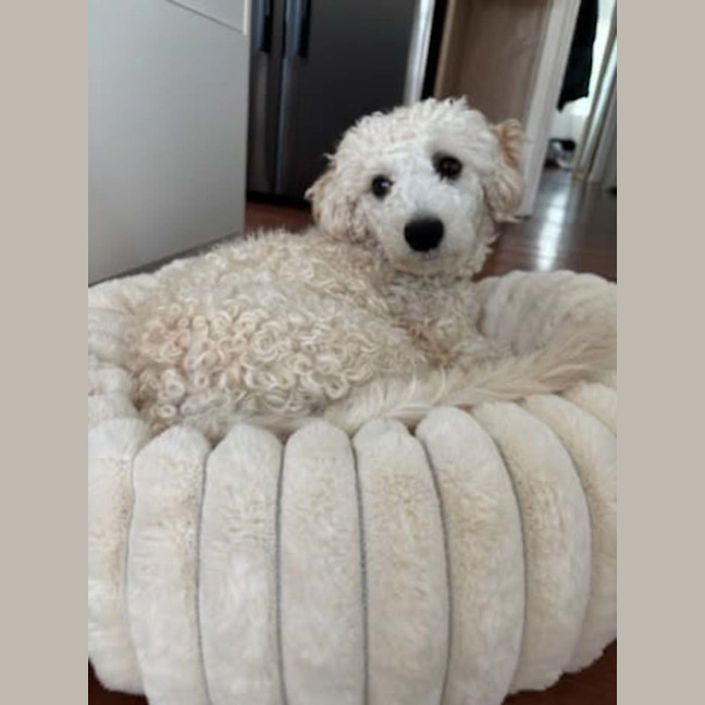 Photo of Beanie 