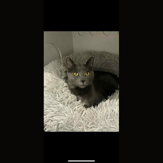 Photo of Nala  Now Available Rutherford Pet Quarters