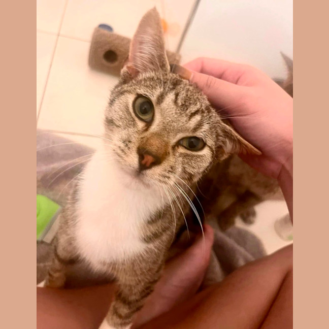 Photo of Schooner