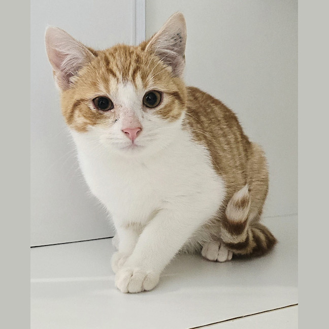 Photo of Mango