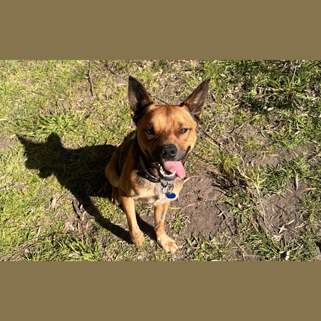 Photo of Scooter