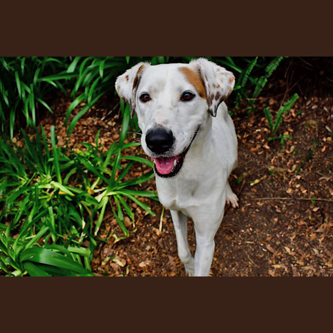 Photo of Marshmallow