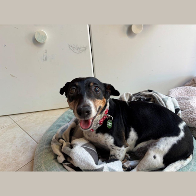 Photo of Bella Valenti