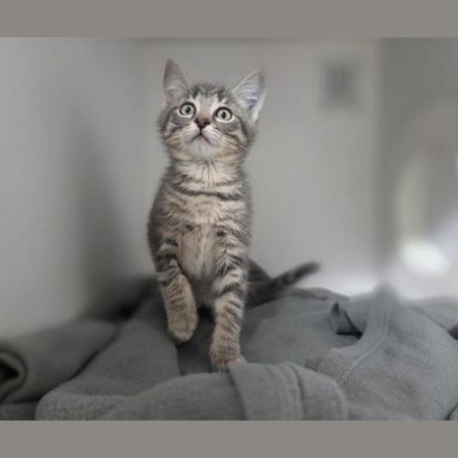 Photo of Ash