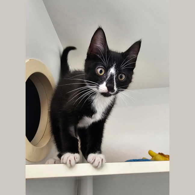 Photo of Mike Wazowski