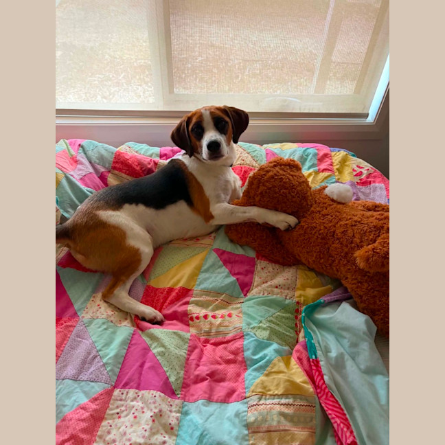 Photo of Benji
