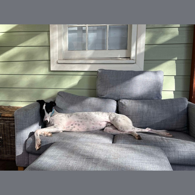 Photo of  Brian The Greyhound 