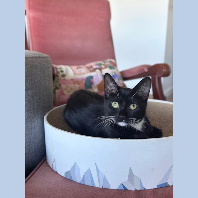 Photo of Apple Bottom Jeans