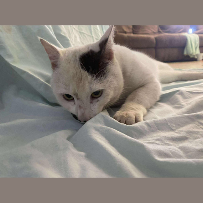 Photo of Harvey Kitler