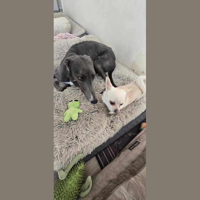 Photo of Sky The Greyhound 