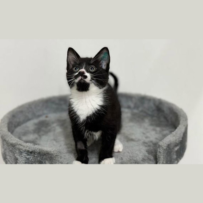 Photo of Rascal