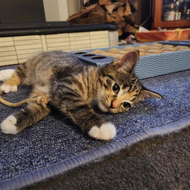 Photo of Dorito